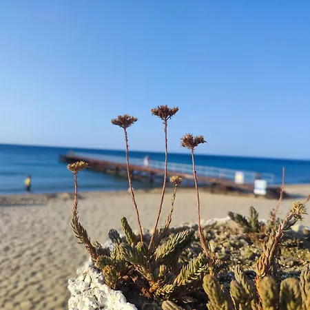 Umi Σάνι Μπιτς